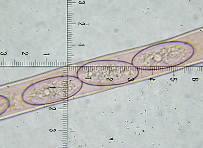 Un Ascomycetes particolare - Plectania sp.